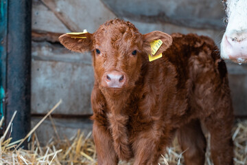Kleines Kalb im Stroh