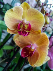 Beautiful phalaenopsis orchids in the greenhouse