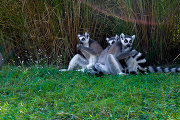  cute gray ring lemurs with striped tails sitting in grass close-up and playing. Lemurs in wildlife