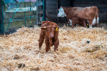 Baby Kuh spielt im Stroh