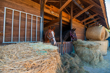 Pferde schauen aus dem Stall