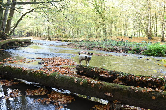 Urlaub mit Hund