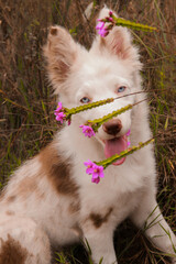 Fototapeta premium border collie