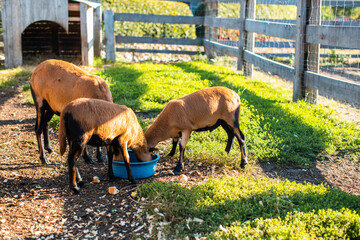 Ziegen beim Fressen auf dem Bauernhof