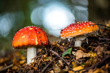 Fly agaric mushroom in the woods
