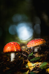 Fly agaric mushroom in the woods