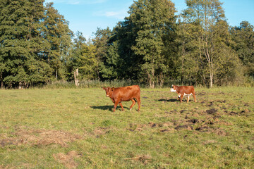 Rinder ziehen übers Feld