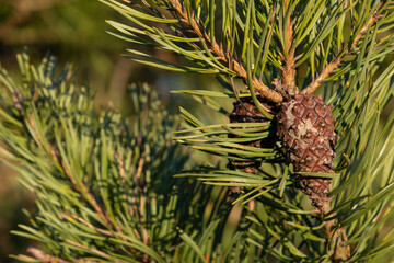 Kiefernzapfen zwischen grünen Zweigen (Lat.: Pinus)
