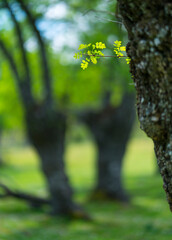 Fraxinus excelsior — known as the ash, or European ash or common ash, Herrería Forest, San...