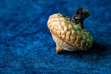 acorn on a blue background