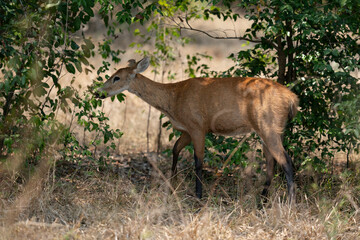 The Marsh deer (Blastocerus dichotomus)