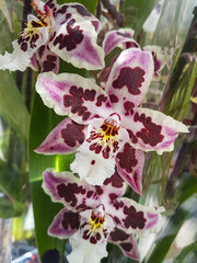 Beautiful phalaenopsis orchids in the greenhouse