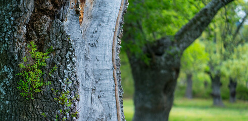 Obraz premium Fraxinus excelsior — known as the ash, or European ash or common ash, Herrería Forest, San Lorenzo de El Escorial, Madrid, Spain, Europe
