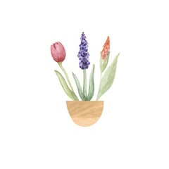 Illustration with flowers in vase. Tulip. Muscari. Iris. Hand drawn watercolor.