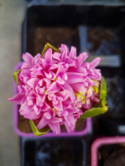 Beautiful Hyacinth in the greenhouse close-up Hyacinthus plant background