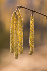 Naklejka premium flourishing hazelnut tree