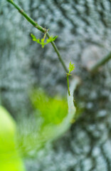 Fraxinus excelsior — known as the ash, or European ash or common ash, Herrería Forest, San...