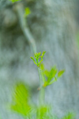 Fraxinus excelsior — known as the ash, or European ash or common ash, Herrería Forest, San...