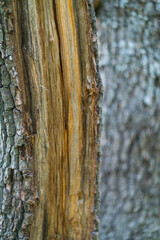 Fraxinus excelsior — known as the ash, or European ash or common ash, Herrería Forest, San...