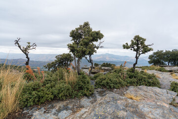 Fototapeta na wymiar Small-sized holm oaks in Sierra Nevada