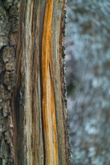 Fraxinus excelsior — known as the ash, or European ash or common ash, Herrería Forest, San...