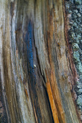 Fraxinus excelsior — known as the ash, or European ash or common ash, Herrería Forest, San...