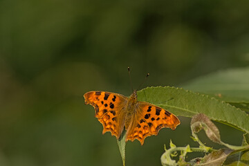 Obraz premium Bright orange Polygonia c-album or comma butterfly