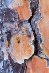 The blister beetles. CANTÁRIDA (Lytta vesicatoria),  Insectos, Artropodos, Coleoptero, Fauna, PINO PIÑONERO - Stone pine (Pinus pinea), Toledo, Castilla - La Mancha, Spain, Europe