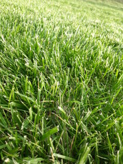 green grass background