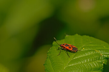 Red and black European firebug on a green leaf - Pyrrhocoris apterus