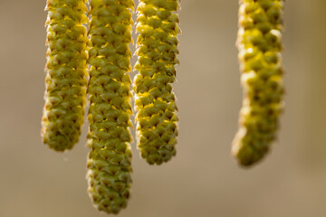 flourishing hazelnut tree
