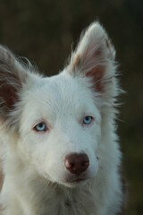 border collie