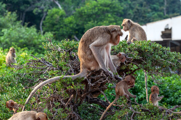 Macaques on a tree