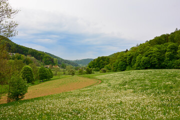 Blumenwiese bei Egloffstein in Oberfranken