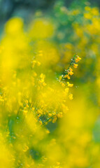 GENISTA (Genista sp.), Escalona, Toledo, Castilla - La Mancha, Spain, Europe