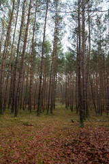 Forest landscape: Pine forest in winter	
