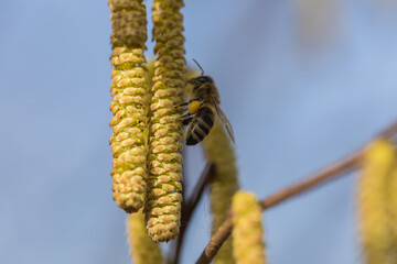 flowering hazelnut tree and bee collecting pollen