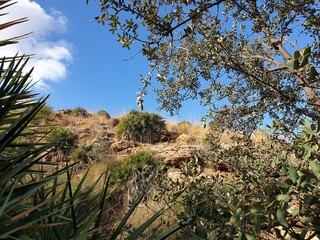 Fototapeta na wymiar Oak tree with fruiting in the fall