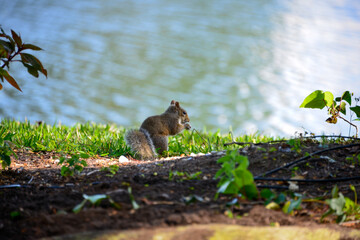 Young Eastern gray squirrel forage in the sunshine on the lakeshore