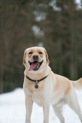 labrador dog in winter park