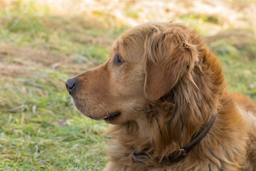 golden retriever dog portrait