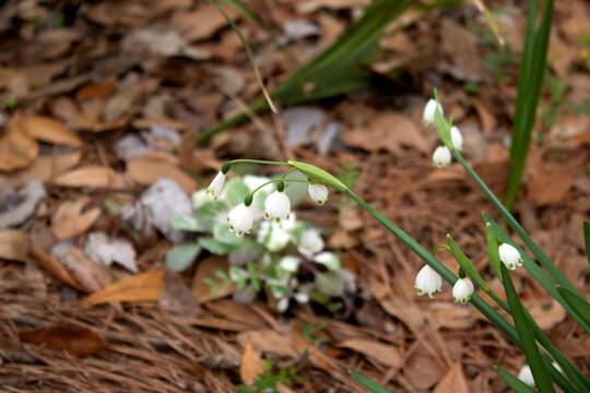 Summer Snowflake In Bloom