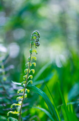FERN - HELECHO, The Holy Road Lebaniego, Senda Fluvial del Nansa, Cantabria, Spain, Europe