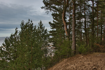 Pine forest on the slopes of the sandy hills of the Baltic Sea coast in early spring under a cloudy sky.