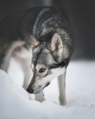 saarloos wolfdog in the forest