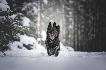 black german shepherd dog in the forest