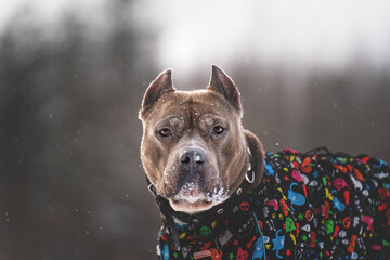 staffordshire terrier dog portrait