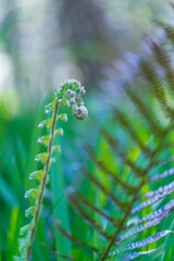 FERN - HELECHO, The Holy Road Lebaniego, Senda Fluvial del Nansa, Cantabria, Spain, Europe