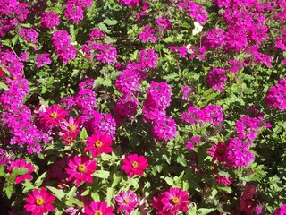 Bllumenbeet im Park von Schloss Chenonceau, Frankreich