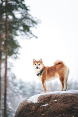 beautiful shiba inu dog in the park